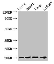 GPIHBP1 Antibody