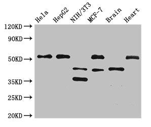 LAX1 Antibody