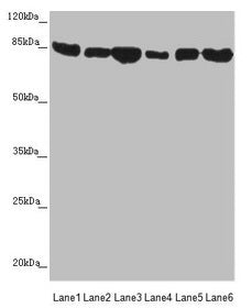 MFN1 Antibody