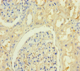 KRTAP8-1 Antibody