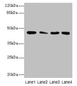 CBWD2 Antibody