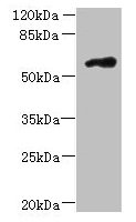FAM126B Antibody