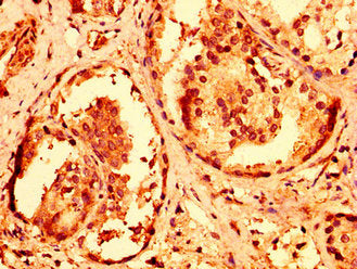 RNF168 Antibody
