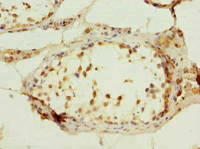 C7orf61 Antibody