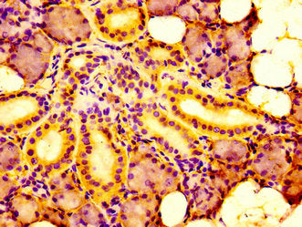 IRF2BP1 Antibody