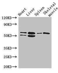 SLC15A3 Antibody