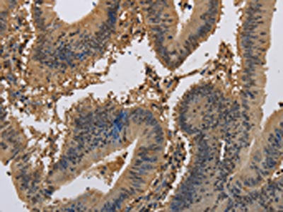 KCNA7 Antibody