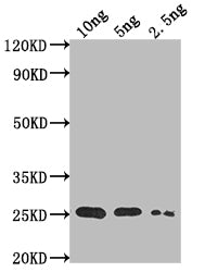 TADA Antibody