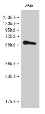IFNLR1 Antibody