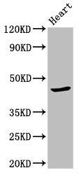 APOBEC3F Antibody