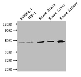 WDFY1 Antibody