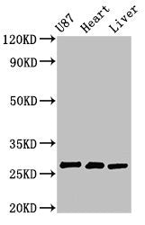 HSCB Antibody