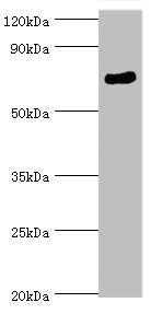 SPAG16 Antibody