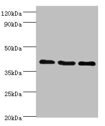 GPRC5A Antibody