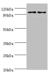 NLGN4Y Antibody