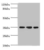 AIMP2 Antibody