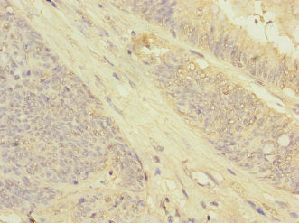GRPEL2 Antibody