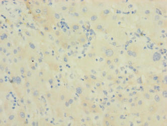 DNAJB14 Antibody
