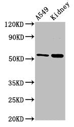 AFG1L Antibody