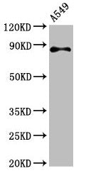 RXFP2 Antibody