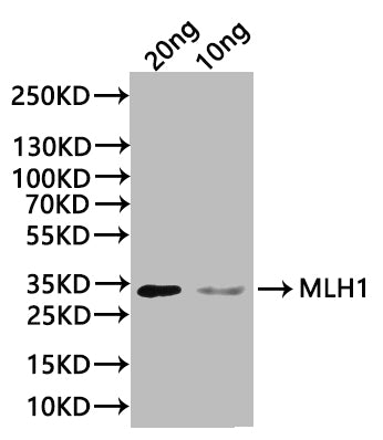 MLH1 Antibody