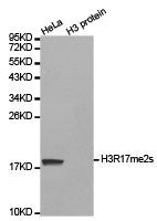 Histone H3R17me2s Antibody