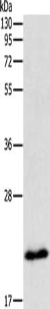 MGMT Antibody