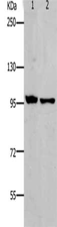 NFKB2 Antibody