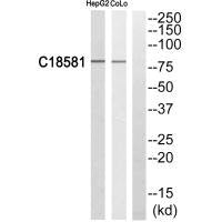 NEK5 Antibody