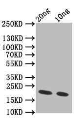 CSGA Antibody