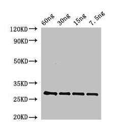 BAS1 Antibody