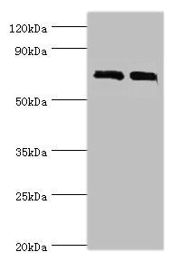 DHX58 Antibody