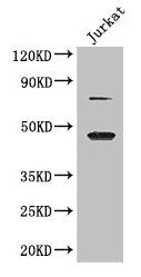 DAZAP1 Antibody
