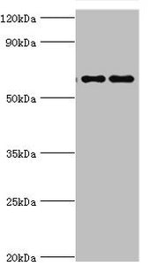 FUBP3 Antibody