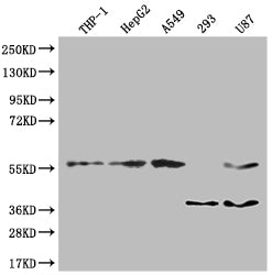 TSNARE1 Antibody