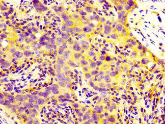 MIA2 Antibody