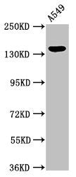 PLIN4 Antibody