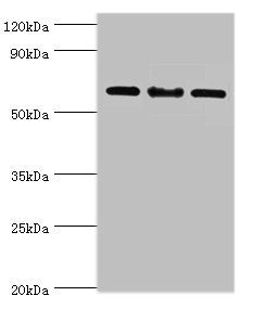 IL22RA1 Antibody