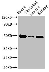 ATP6V1C2 Antibody