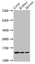 CCDC26 Antibody