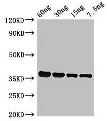 PF0142 Antibody