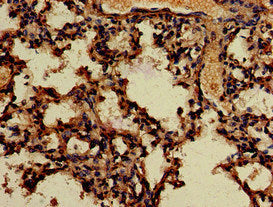 APOBEC4 Antibody