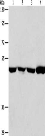 ING1 Antibody