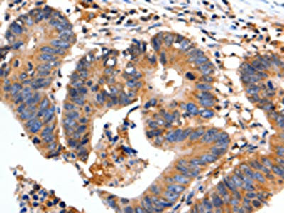 FADD Antibody