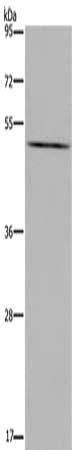PTGER4 Antibody