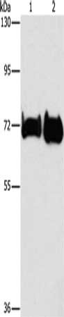 PCK1 Antibody