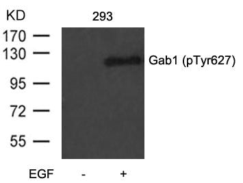 Phospho-GAB1 (Tyr627) Antibody