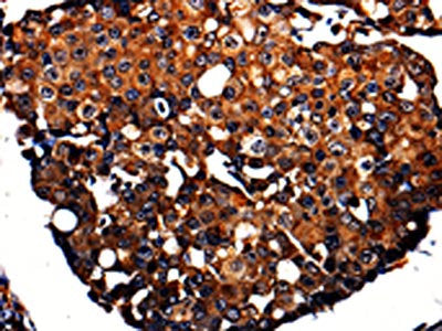 APLP1 Antibody