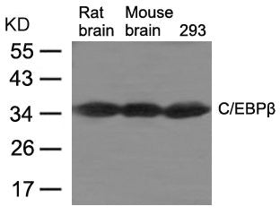 CEBPB Antibody