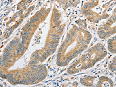 ATG10 Antibody